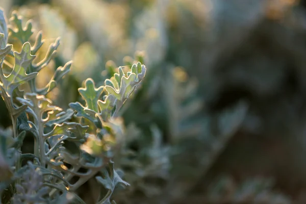 Nature background — Stock Photo, Image