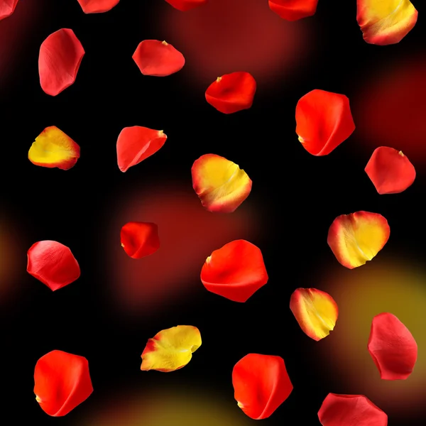 Fallande rosenblad — Stockfoto