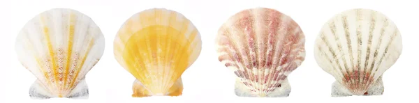 Collage de coquilles sur blanc — Photo