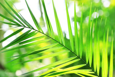 Bahçedeki yeşil yapraklar