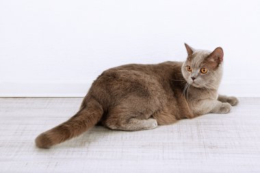 İngiliz kısa saç kedi odada