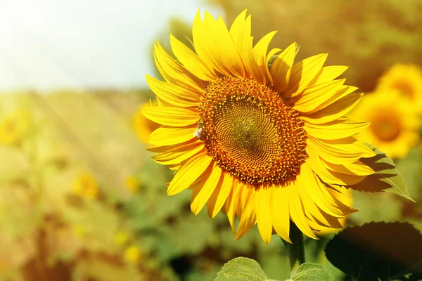 Beautiful sunflower in field close up — Stock Photo, Image