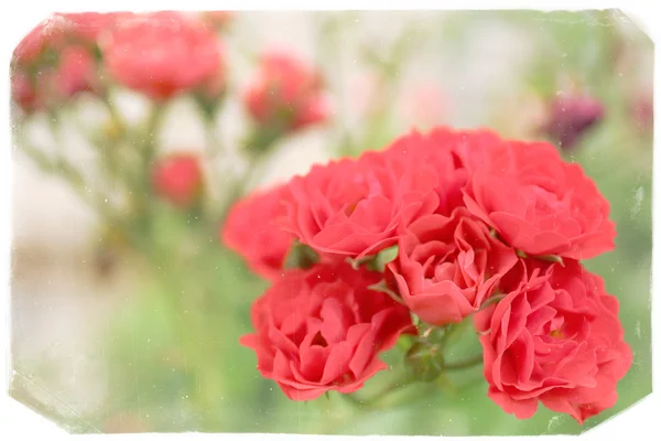 Krásné růže v zahradě — Stock fotografie