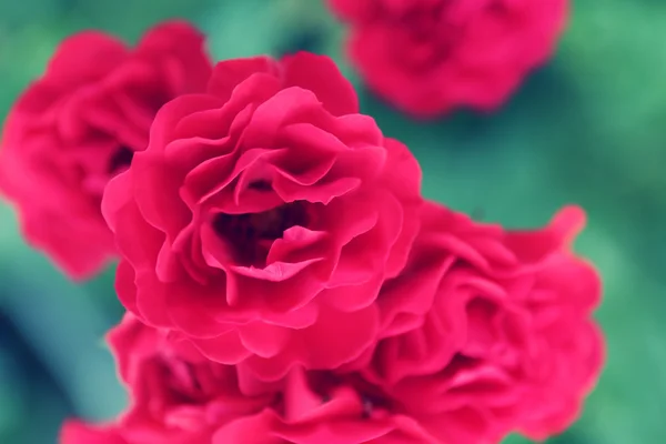 Belas rosas no jardim — Fotografia de Stock