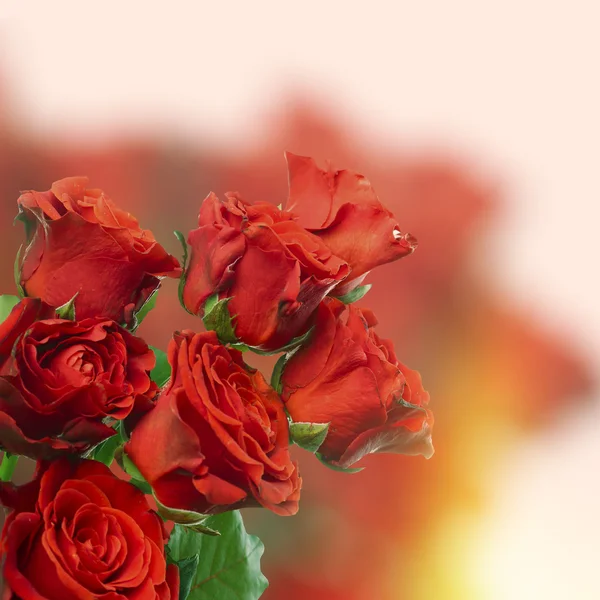 Bouquet de belles roses sur fond clair — Photo