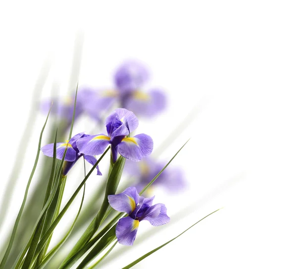 Hermosa flor de iris sobre fondo claro — Foto de Stock