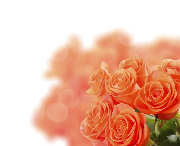 A világos háttér gyönyörű Rózsa csokor — Stock Fotó