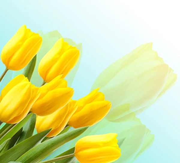 Mooie tulpen op lichte achtergrond — Stockfoto