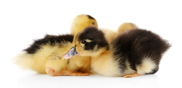 Little cute ducklings — Stock Photo, Image