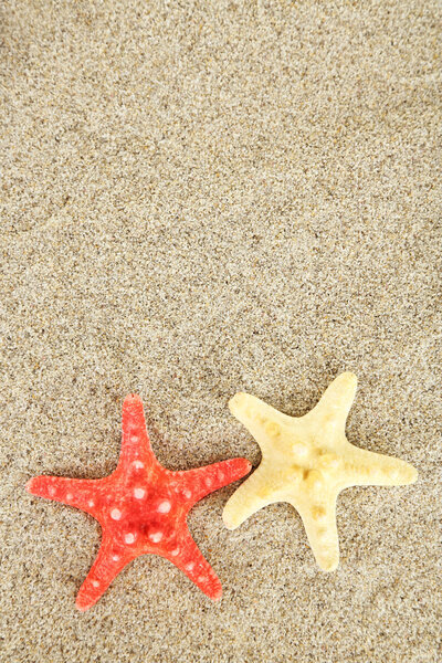 Starfishes on sea sand  