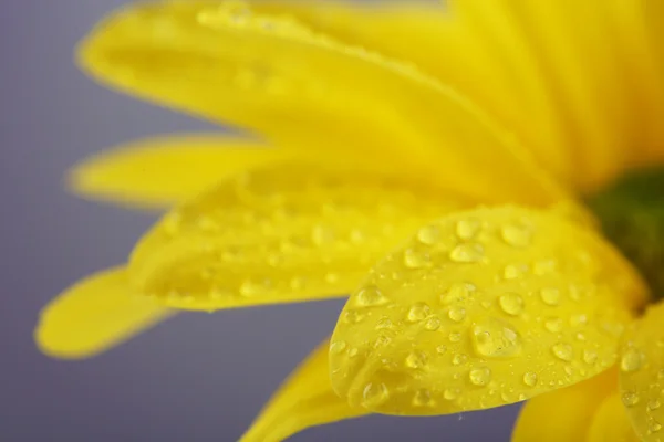 Vattendroppe på blomma — Stockfoto