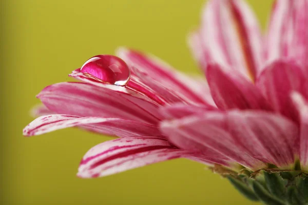Капля воды на цветок — стоковое фото