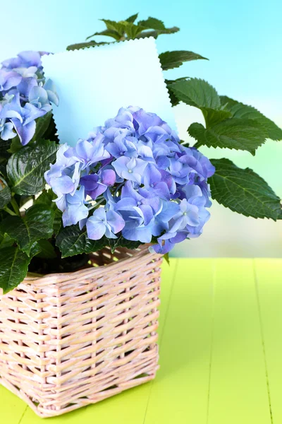 Hortensia en canasta en primer plano de la mesa —  Fotos de Stock