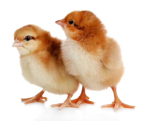 Little cute chickens — Stock Photo, Image