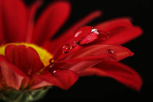 Gotas de agua en la flor — Foto de Stock