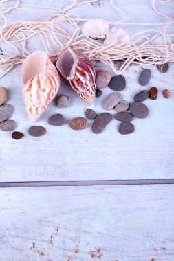 deniz kabuklarını dekoru