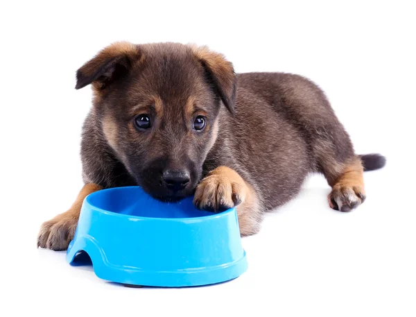 Puppy and empty blue bowl — Stock Photo, Image