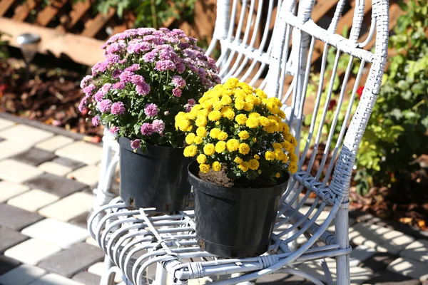 Yellow and lilac flowers in pots on white wicker chairs in garden — Stock Photo, Image