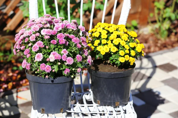 Yellow and lilac flowers in pots — Stock Photo, Image