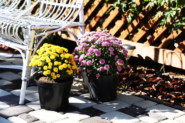 Yellow and lilac flowers in pots — Stock Photo, Image