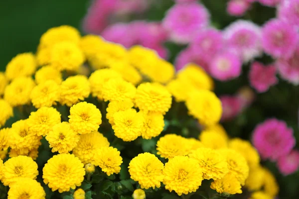 Lila en gele bloemen als achtergrond — Stockfoto