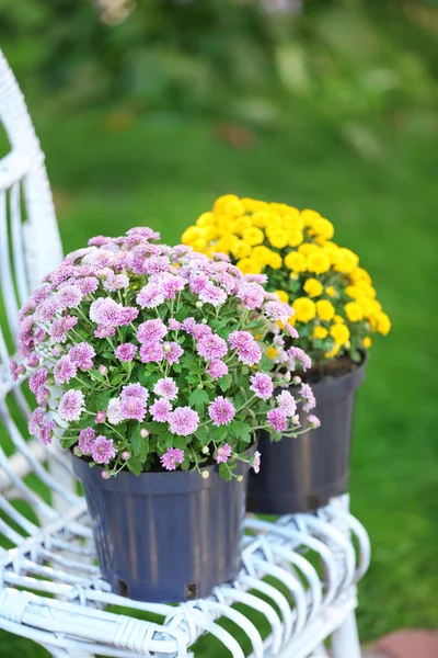 Yellow and lilac flowers in pots — Stock Photo, Image