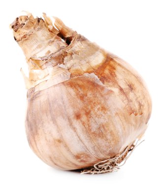 kahverengi çiçek ampul