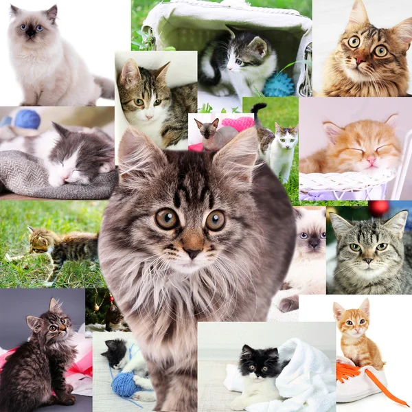 Collage de lindos gatos — Foto de Stock