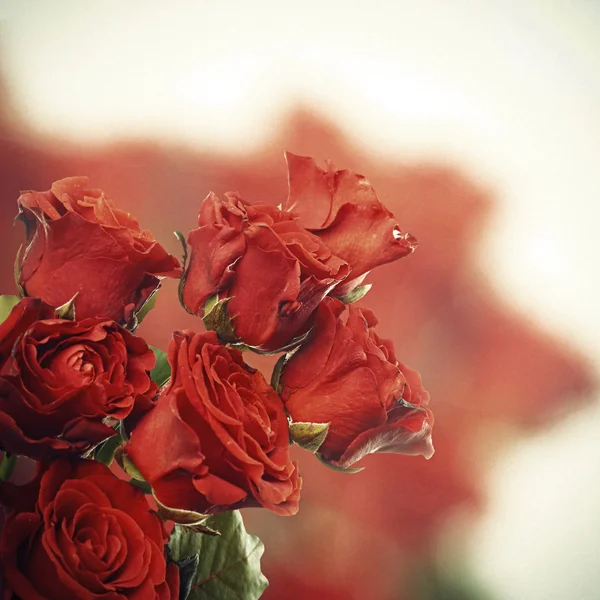 Boeket van mooie rozen op lichte achtergrond — Stockfoto