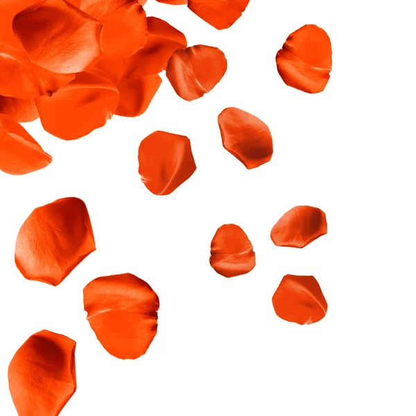 Falling rose petals close-up isolated on white — Stock Photo, Image