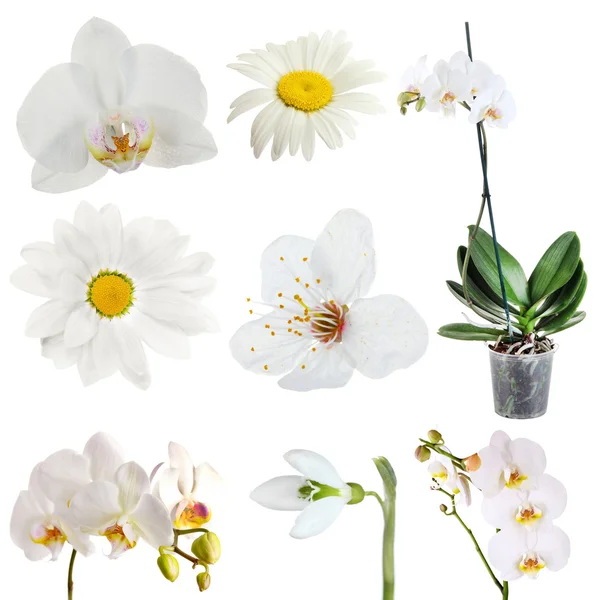 Hermosas flores blancas —  Fotos de Stock