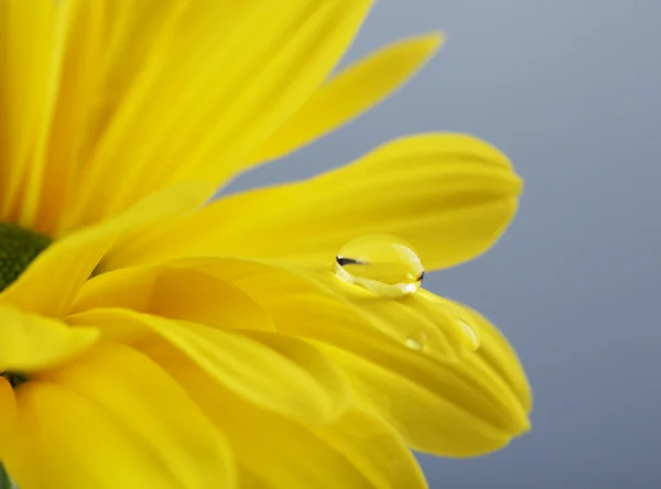 Goccia d'acqua su fiore giallo — Foto Stock