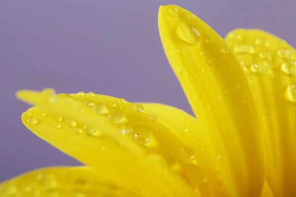 Vattendroppe på gul blomma — Stockfoto