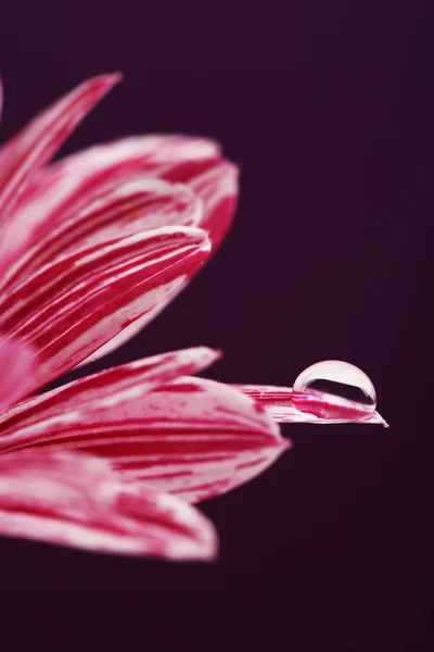 Goccia d'acqua su fiore viola su sfondo scuro — Foto Stock