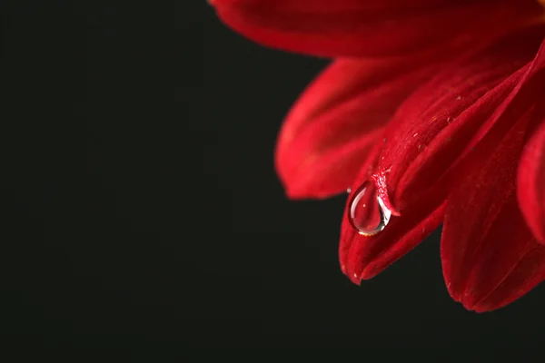 Gota de agua sobre flor roja sobre fondo oscuro — Foto de Stock