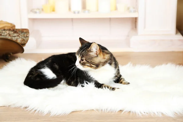 Lindo gato acostado en la alfombra en la parte delantera de la chimenea — Foto de Stock
