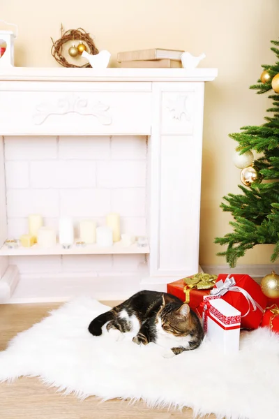 暖炉の前のカーペットの上に横たわる猫 — ストック写真