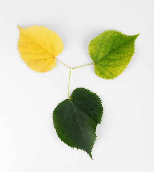 Autumn yellow and green leaves — Stock Photo, Image