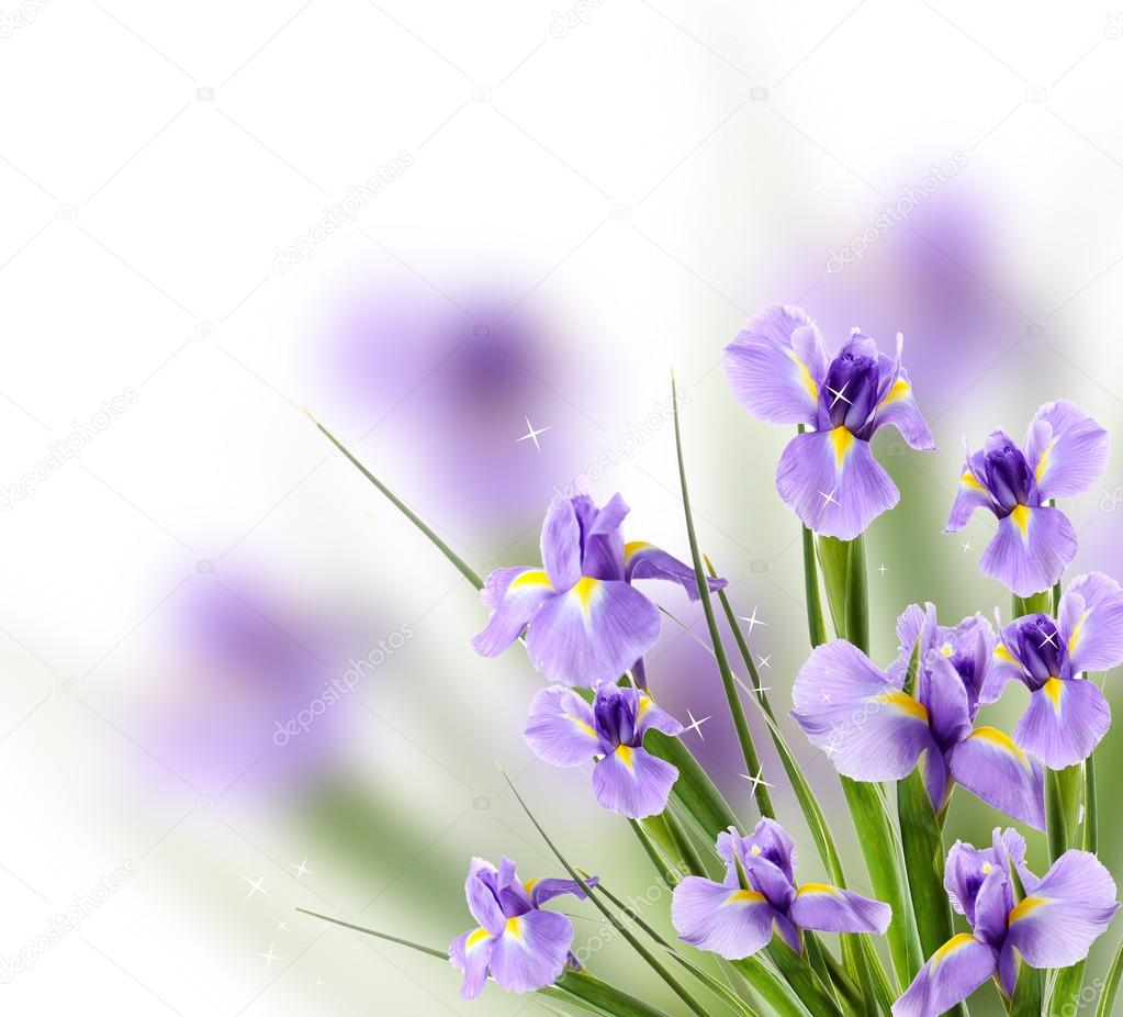 Beautiful iris flower on light background Stock Photo by ©belchonock