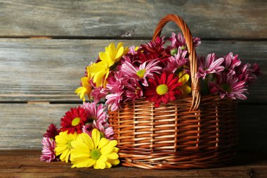 Güzel krizantem sepeti