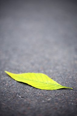 asfalt üzerinde sonbahar yaprağı