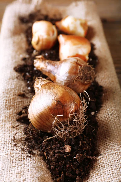 Blomsterlökar och jord — Stockfoto