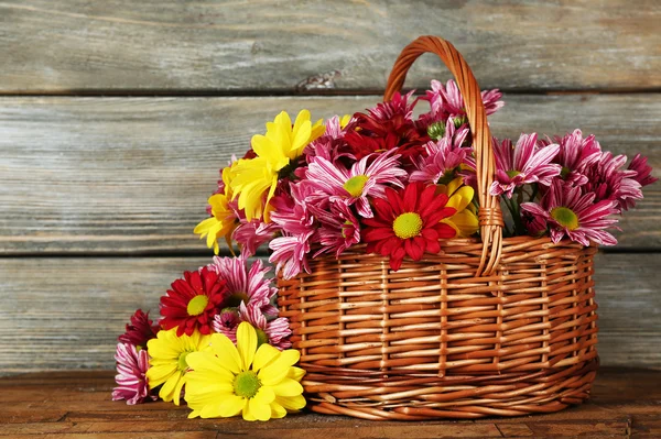 Beautiful chrysanthemum in basket — Stock Photo, Image