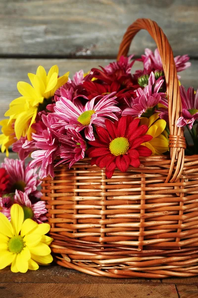 Krásné chryzantémy v košíku — Stock fotografie