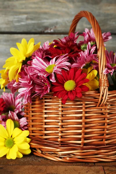 Schöne Chrysantheme im Korb — Stockfoto