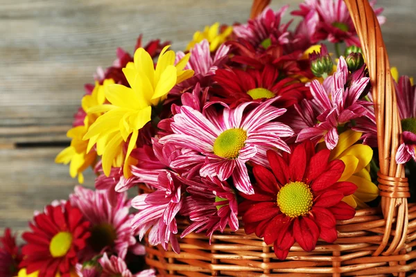 Hermoso crisantemo en cesta —  Fotos de Stock