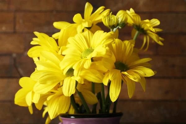 Schöne Chrysantheme auf Holzgrund — Stockfoto