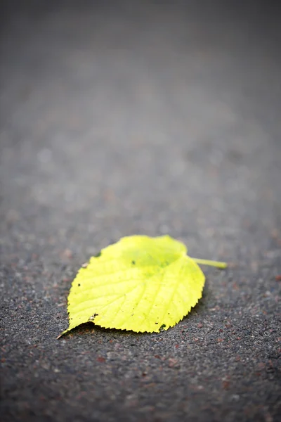 Hoja de otoño sobre asfalto —  Fotos de Stock