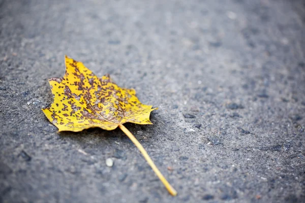 asfalt üzerinde sonbahar yaprağı