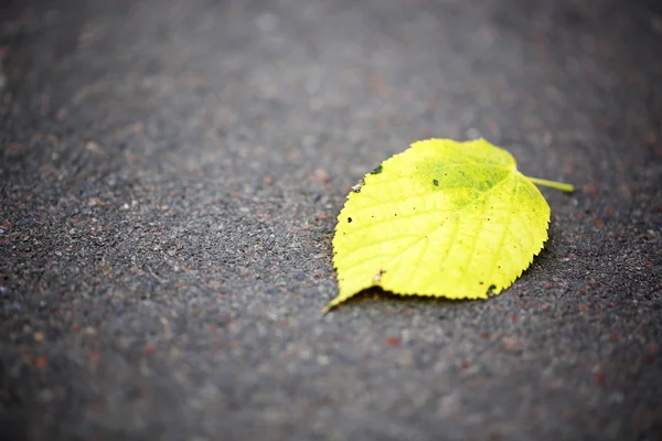 Herbstblatt auf Asphalt — Stockfoto